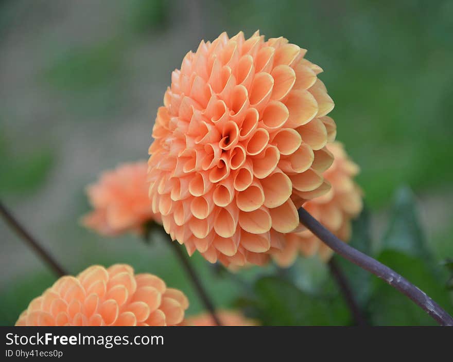 Flower, Flowering Plant, Dahlia, Plant