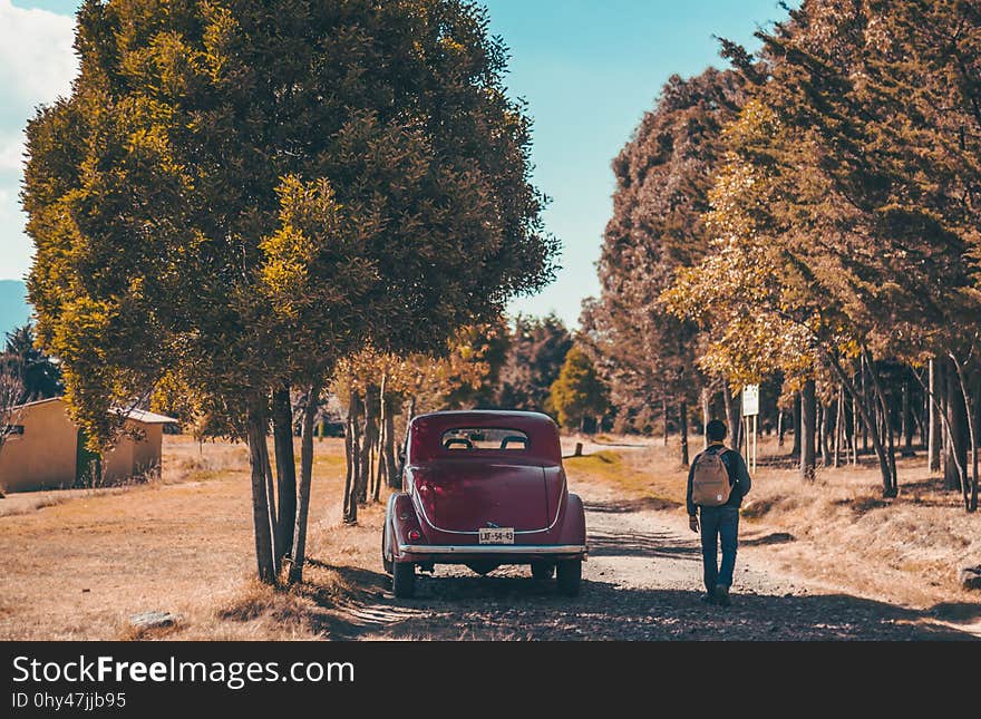 Car, Tree, Nature, Woody Plant