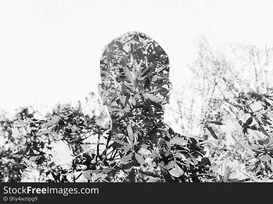 Black And White, Monochrome Photography, Tree, Leaf