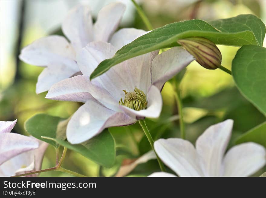 Flower, Plant, Flora, Flowering Plant