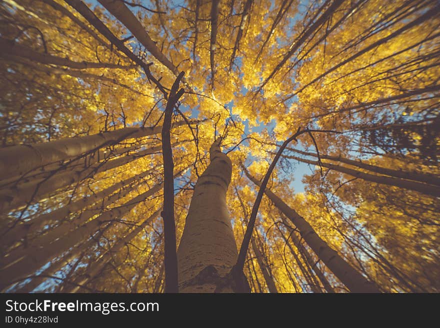 Nature, Tree, Yellow, Woody Plant