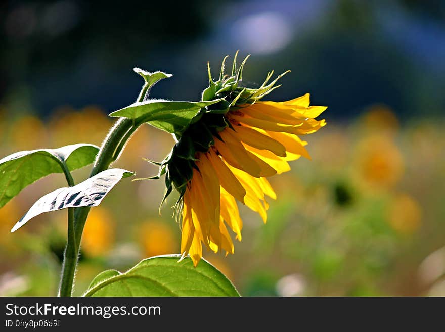 Flower, Yellow, Flora, Plant