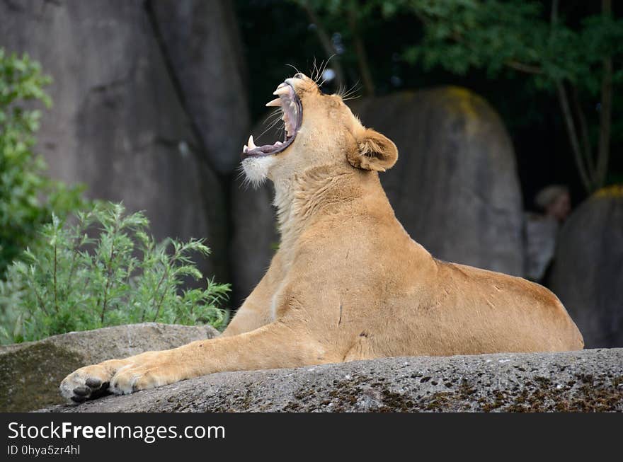 Wildlife, Lion, Facial Expression, Mammal