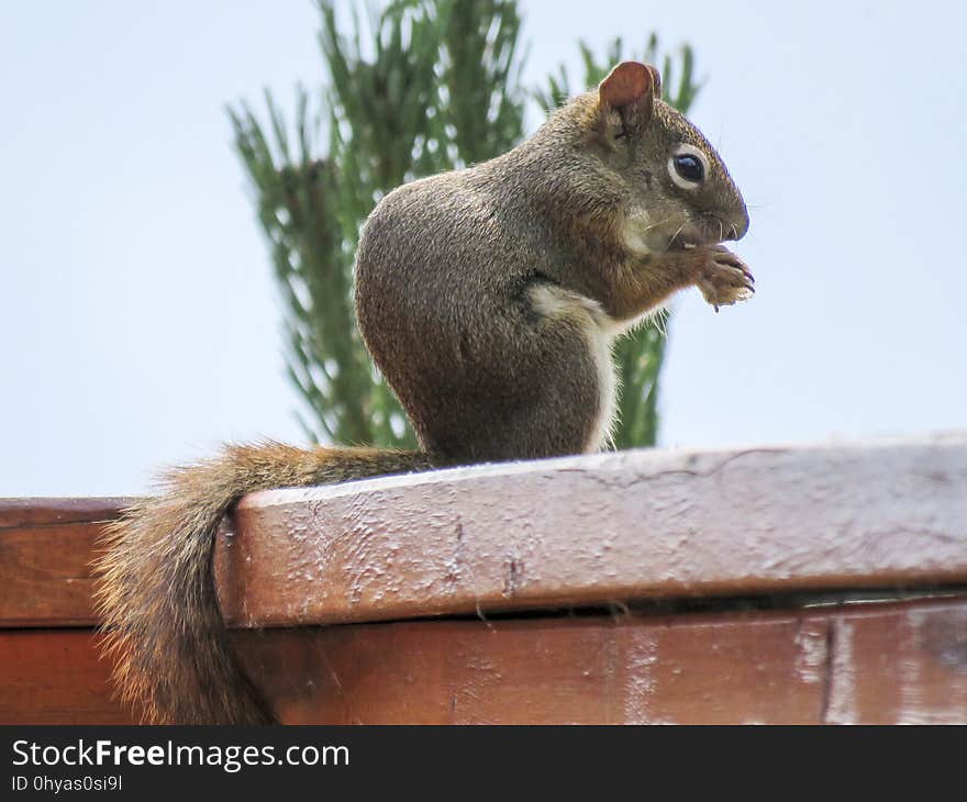 Squirrel, Fauna, Mammal, Fox Squirrel