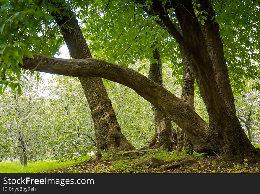 Green Crooked Trees In The Park