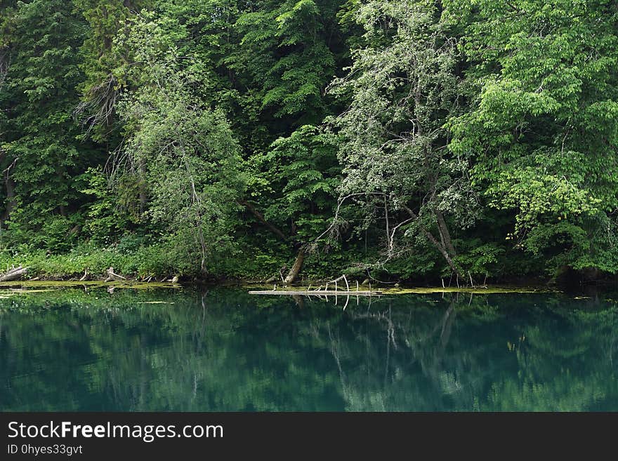 Water, Plant, Natural landscape, Fluvial landforms of streams, Lake, Terrestrial plant