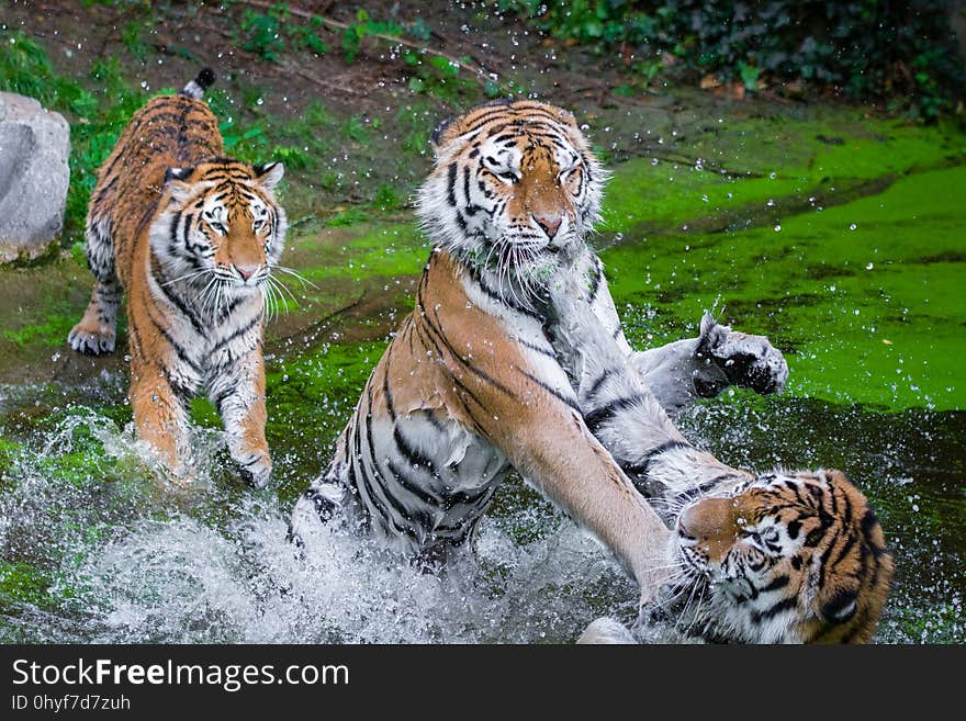 Siberian Tigers