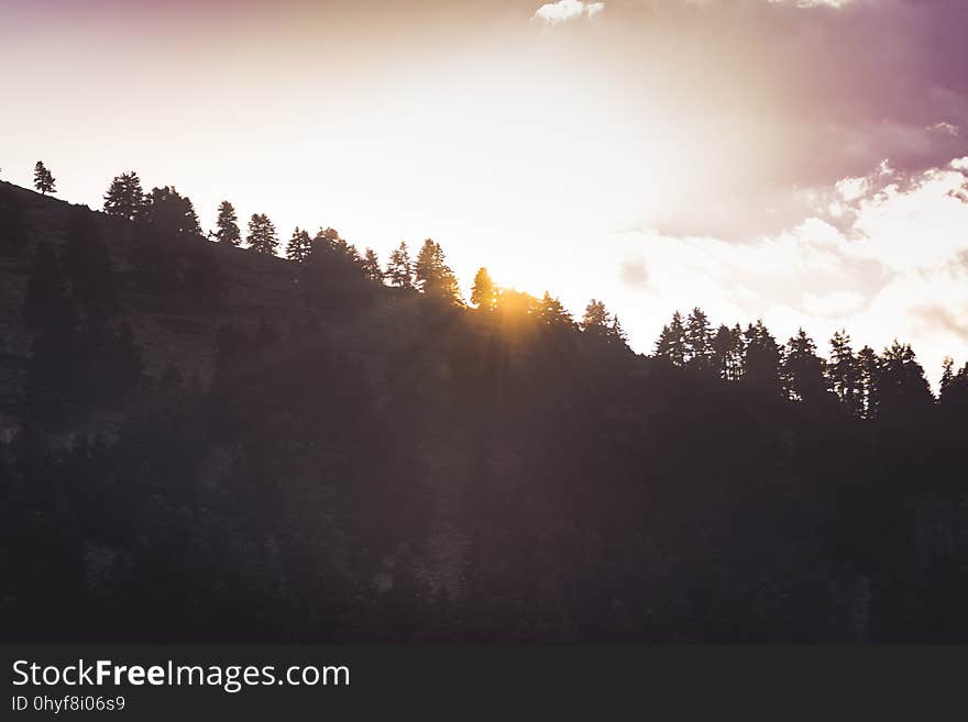 Trees and sunlight