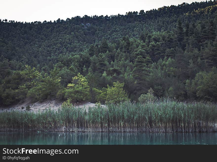 Water encircled by vegetation