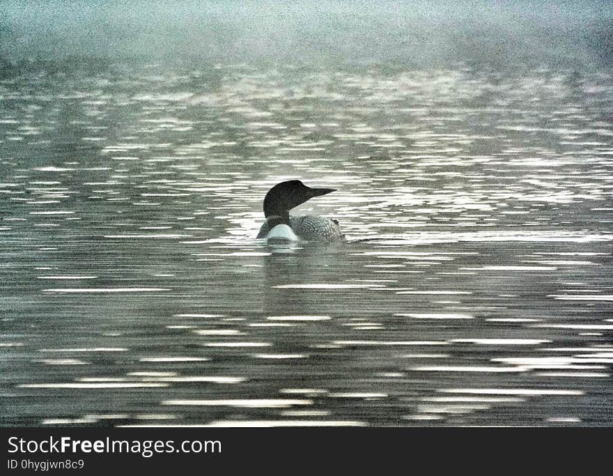 A pair of loons were fishing in the mist of Pog Lake. A pair of loons were fishing in the mist of Pog Lake.