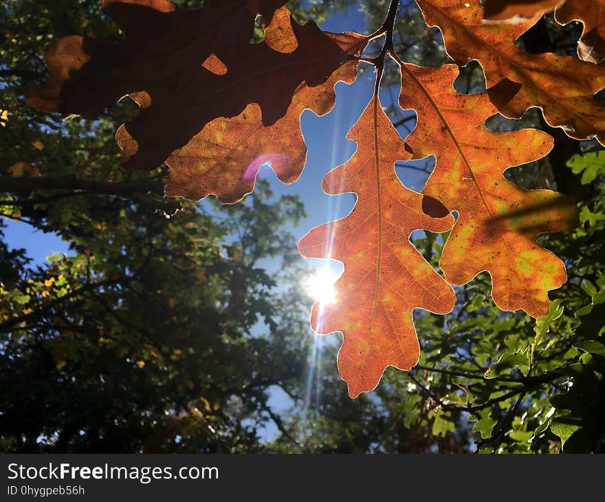 Daytime, Water, Natural environment, Twig, World, Branch