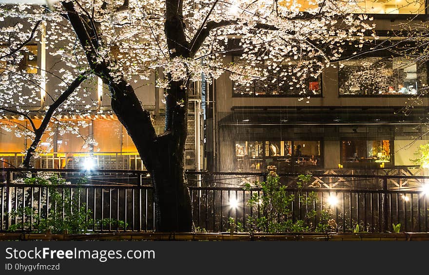 Plant, Building, Light, Botany, Architecture, Tree