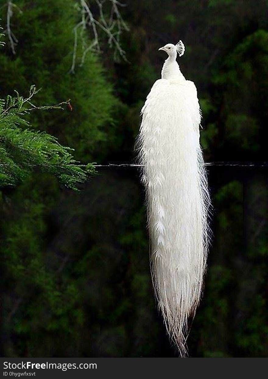 An albino peacock relaxing in the forest.