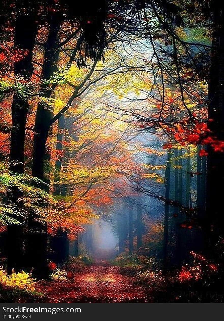 A path through a hazy forest in autumn. A path through a hazy forest in autumn.