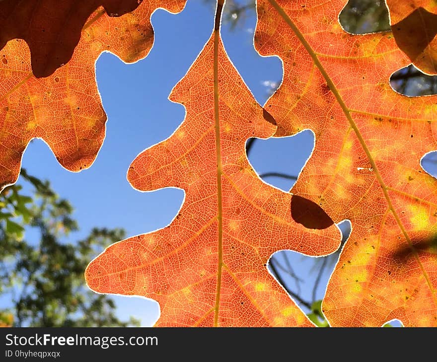 The leaf changes here in Strawberry are among my favorite photo subjects, colors under a blue sky. The leaf changes here in Strawberry are among my favorite photo subjects, colors under a blue sky.