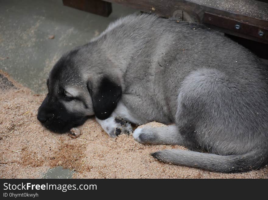 The Sivas Kangal Dog Anatolian Shepherd Dog Turkey