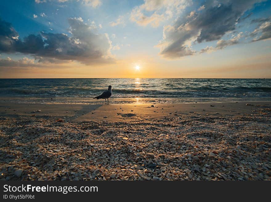 Avian, Beach, Bird, Clouds