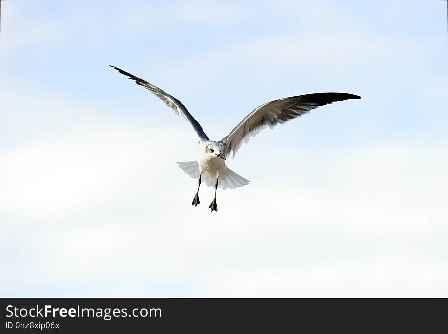 Seagull flying is a good looking pacific coast seagull flying in the blue mid day sky.