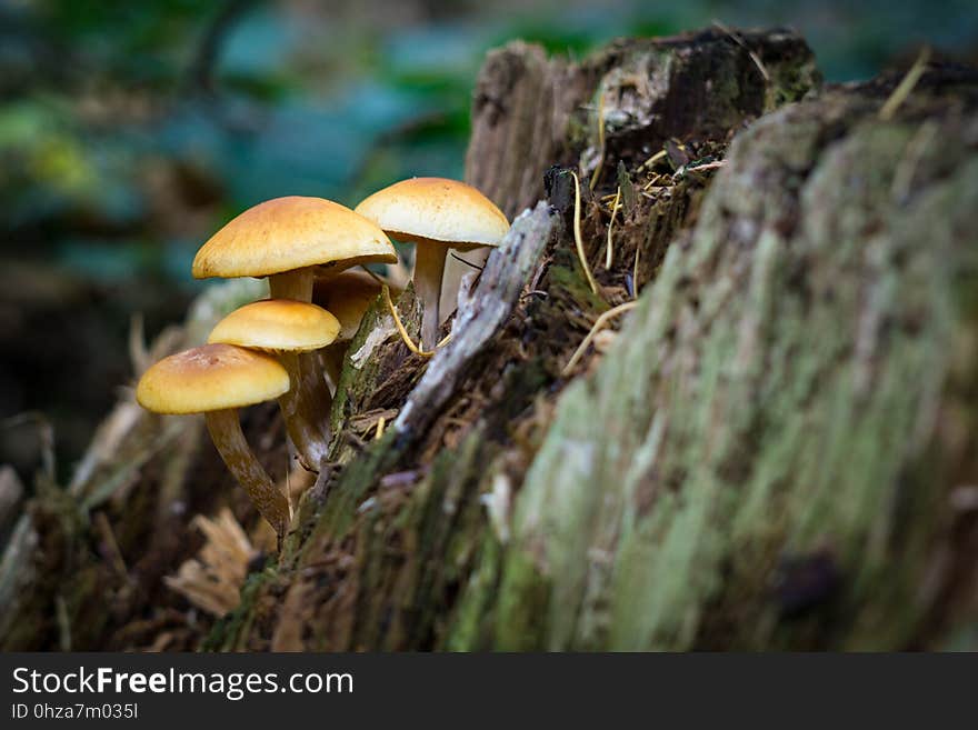 Mushroom, Fungus, Edible Mushroom, Flora