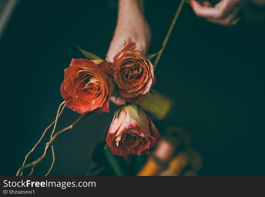 Flower, Flora, Close Up, Petal