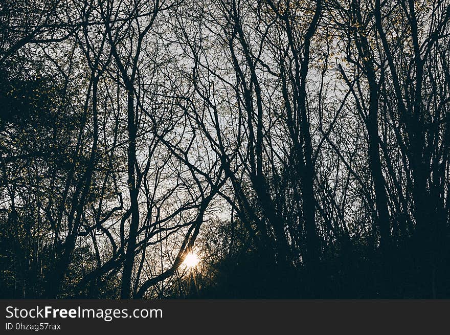 Tree, Branch, Nature, Sky