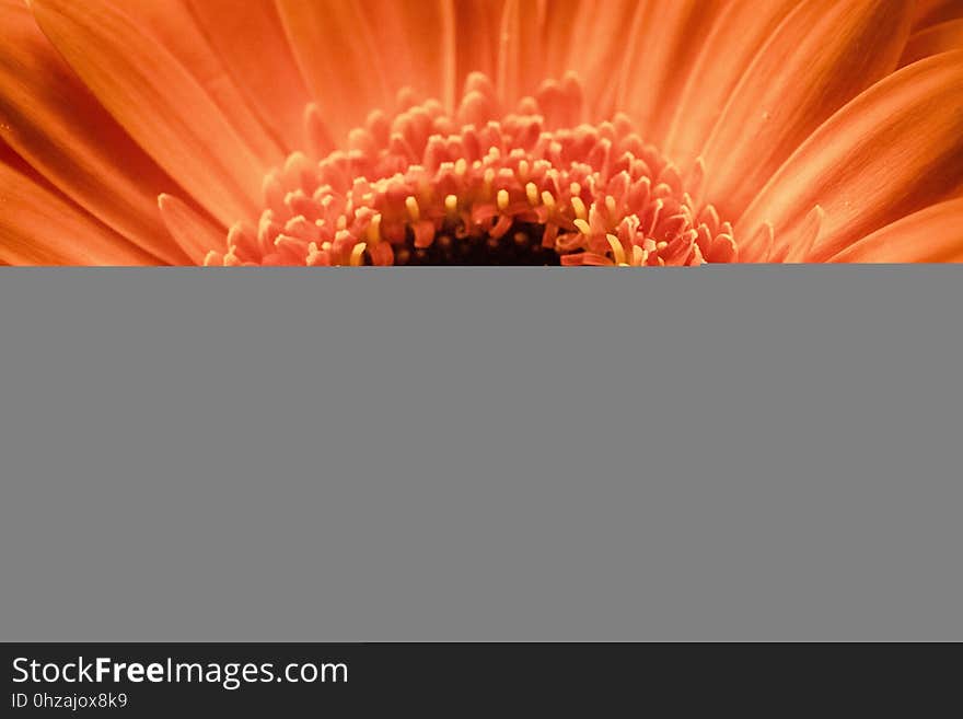 Flower, Orange, Gerbera, Petal