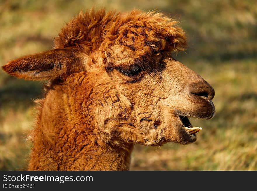 Camel Like Mammal, Terrestrial Animal, Llama, Alpaca