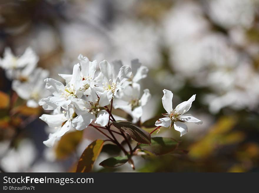 Blossom, Flower, Spring, Branch