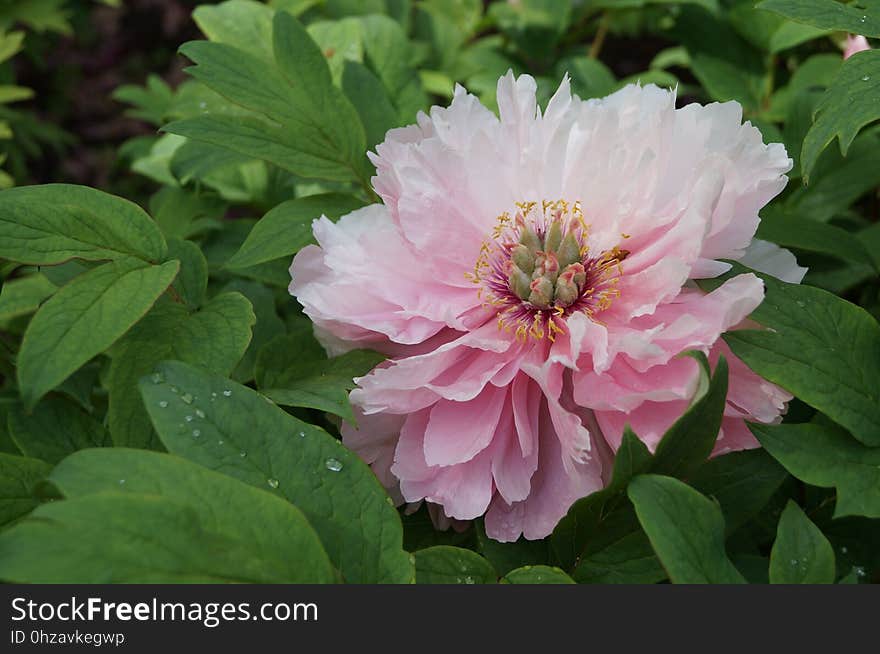 Flower, Plant, Peony, Flora