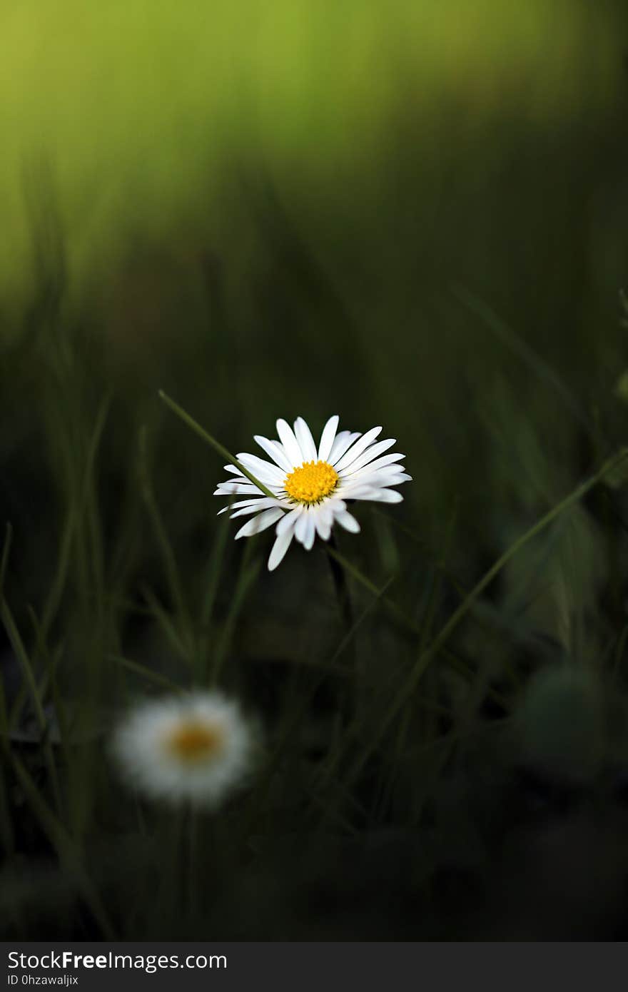 Flower, Flora, Wildflower, Oxeye Daisy