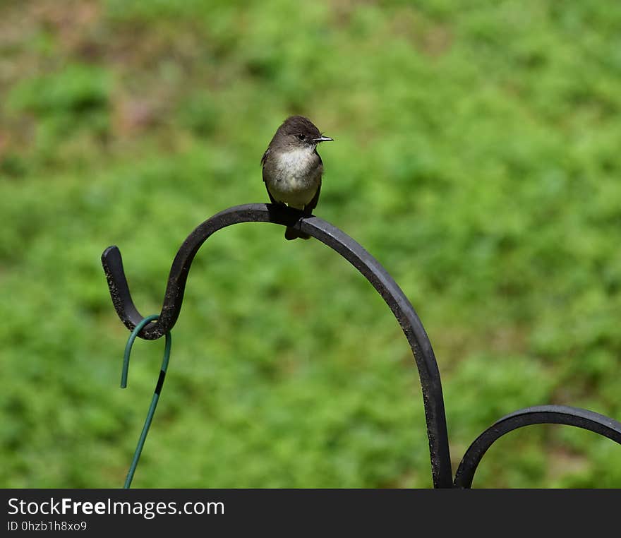 Bird, Fauna, Beak, Flora