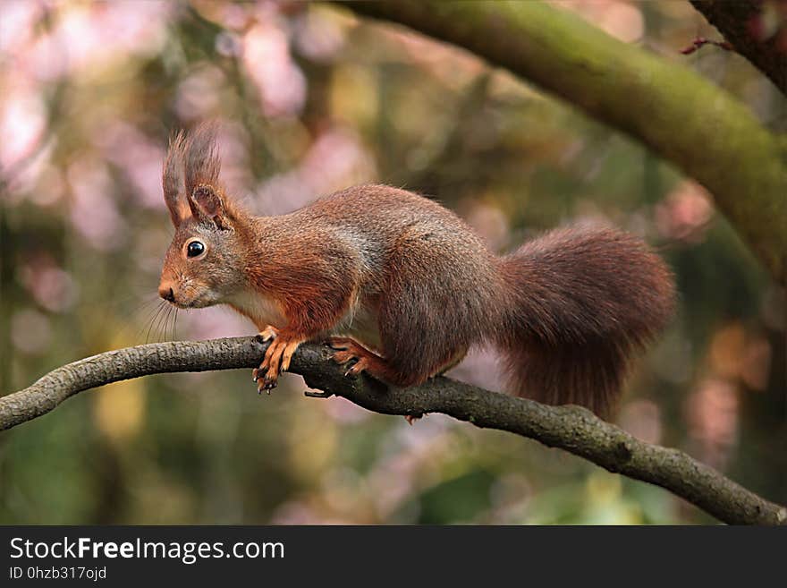 Squirrel, Fauna, Mammal, Wildlife