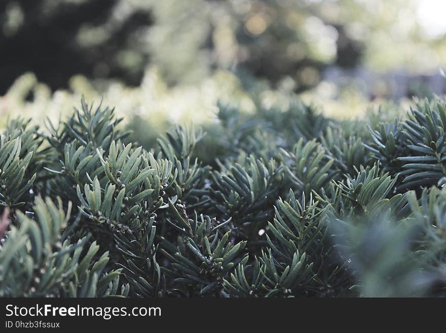 Vegetation, Plant, Tree, Spruce