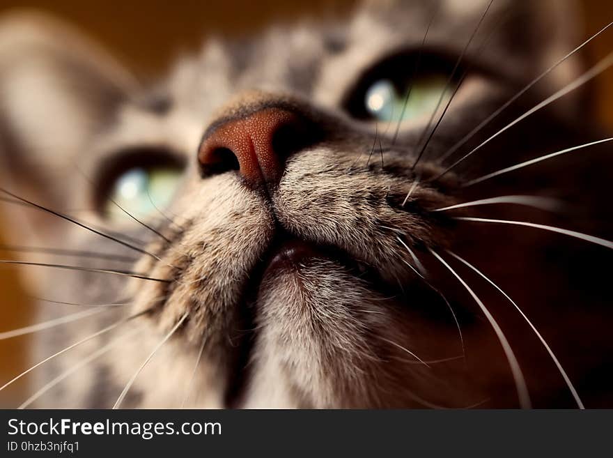 Whiskers, Cat, Nose, Close Up