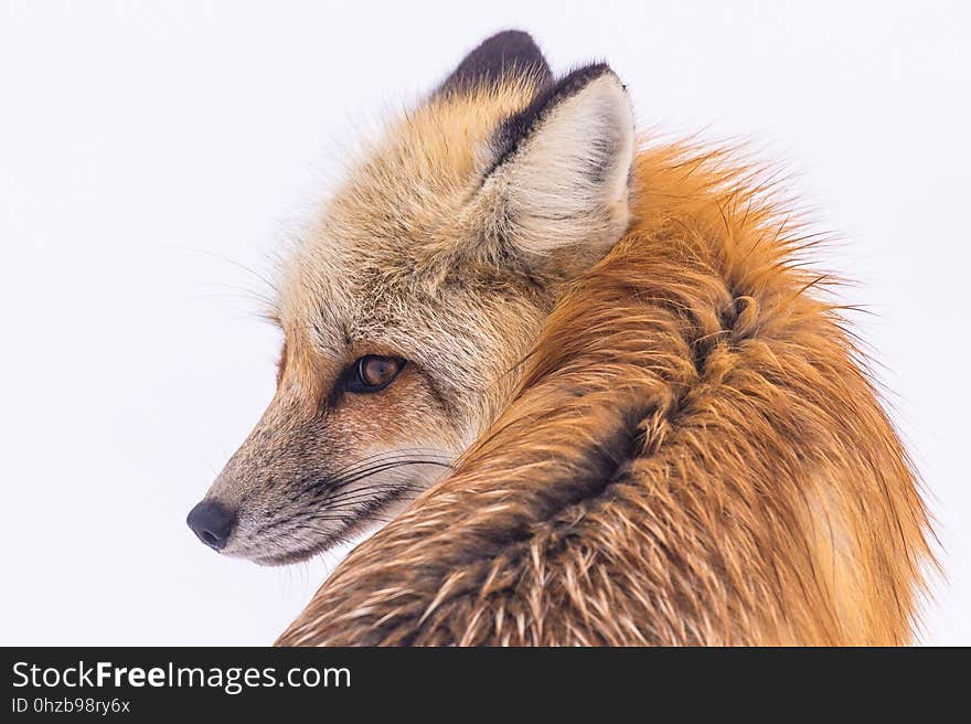 Fox, Wildlife, Red Fox, Fur