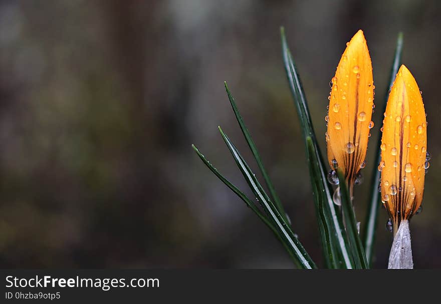 Flower, Flora, Plant, Close Up