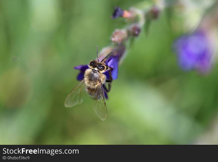 Insect, Honey Bee, Bee, Nectar