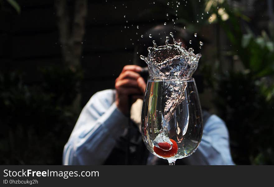 Water, Tree, Stemware, Wine Glass