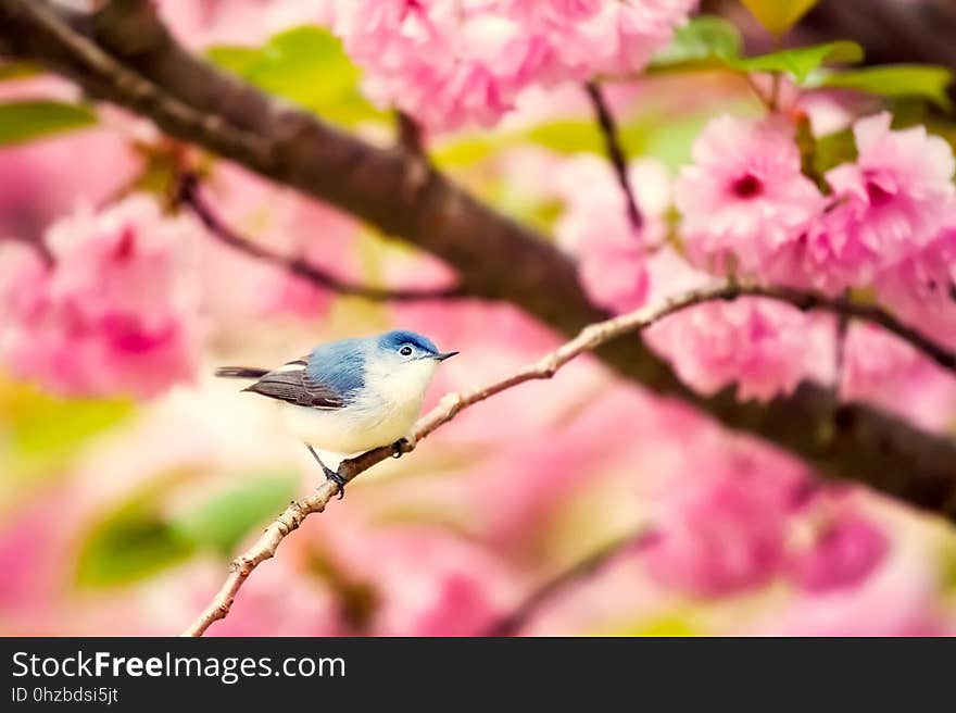 Bird, Blossom, Branch, Flower