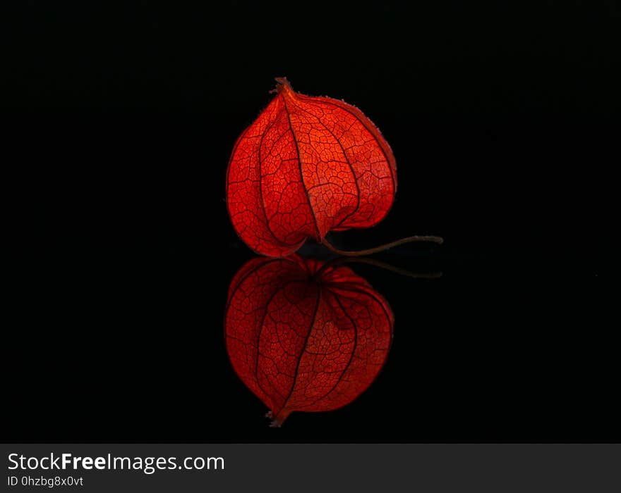 Red, Orange, Still Life Photography, Lighting