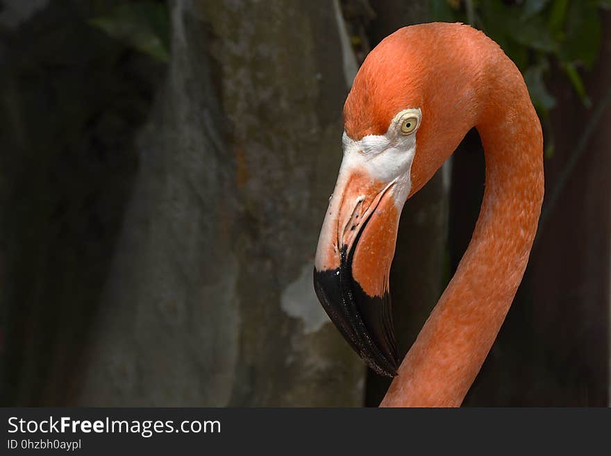 Beak, Bird, Flamingo, Fauna