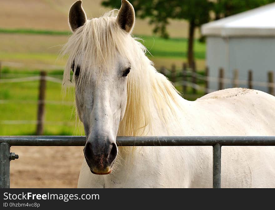 Horse, Mane, Bridle, Horse Like Mammal