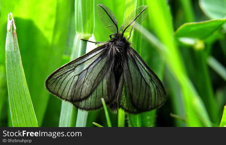 Insect, Moths And Butterflies, Moth, Invertebrate