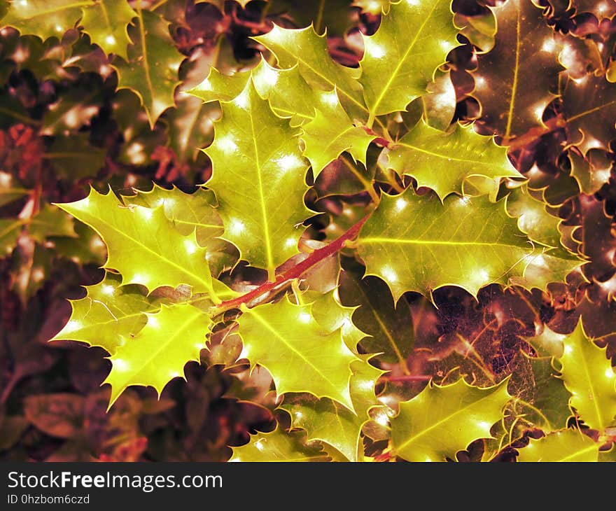 Leaf, Plant, Autumn, Aquifoliaceae