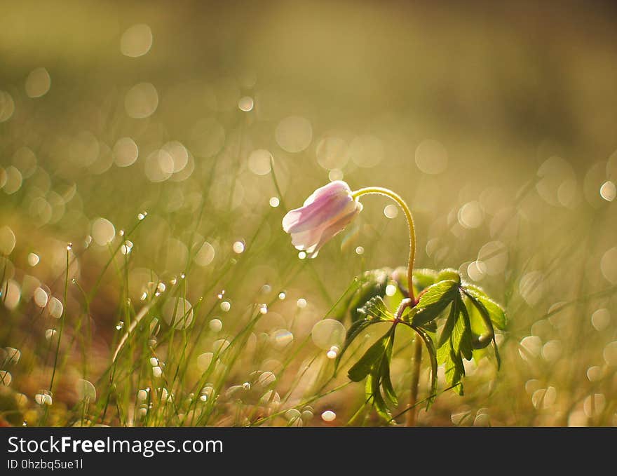 Water, Flora, Flower, Moisture