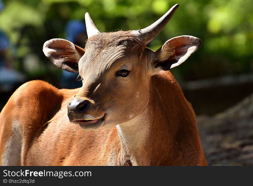 Cattle Like Mammal, Wildlife, Fauna, Horn