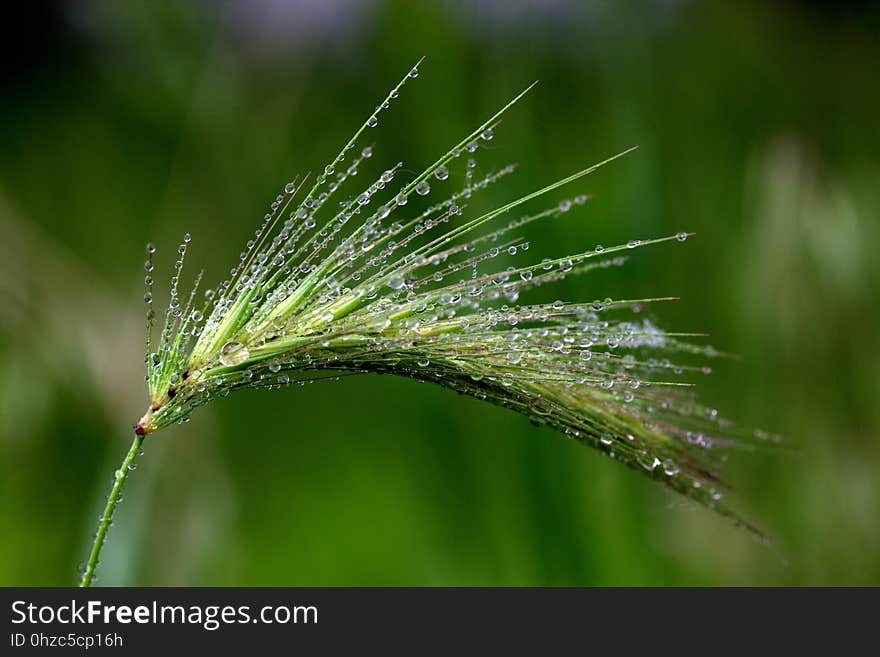 Vegetation, Grass Family, Grass, Water