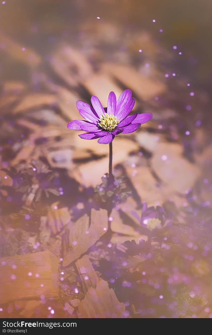 Flower, Purple, Violet, Flora