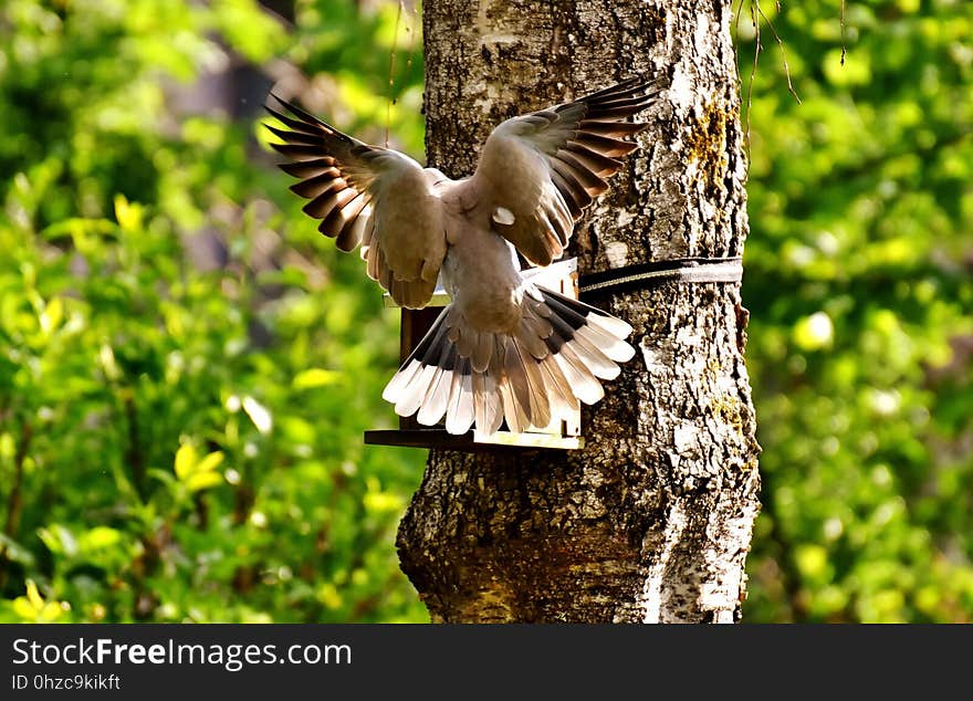 Bird, Fauna, Wildlife, Beak