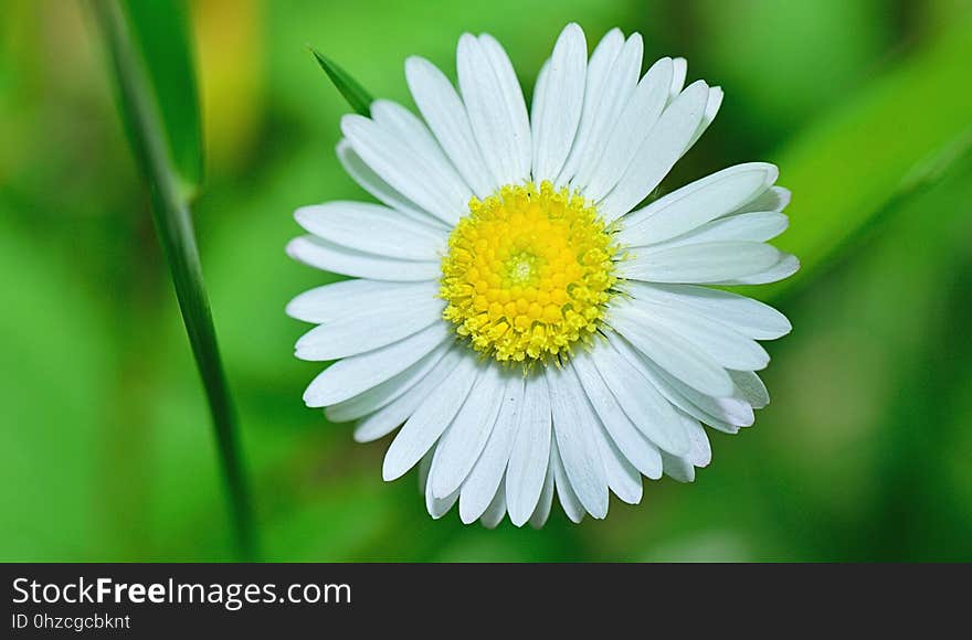 Flower, Oxeye Daisy, Chamaemelum Nobile, Daisy Family